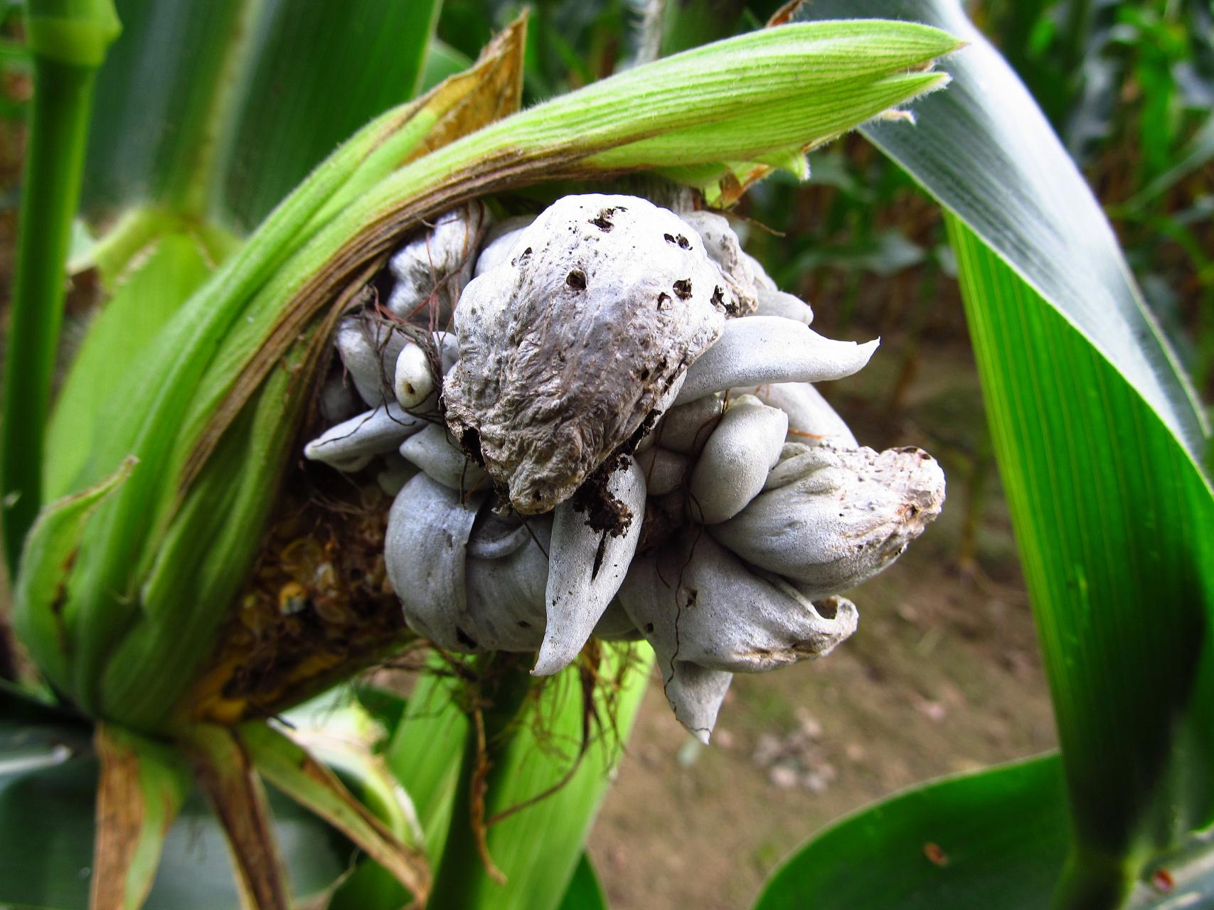 Представитель Семейства Ustilaginaceae